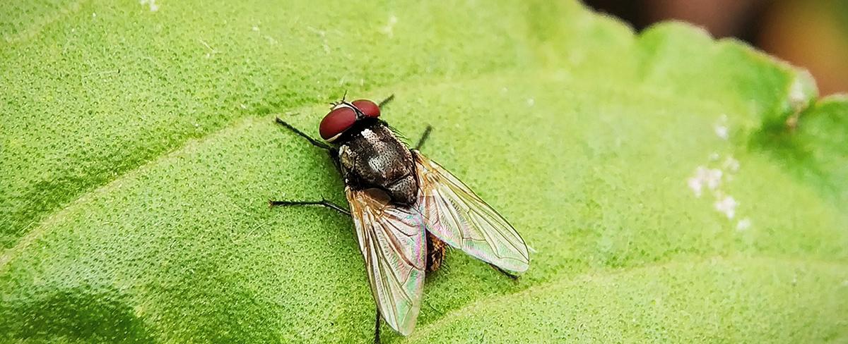 The common housefly flaps its wings at a frequency your ears interpret as always within the key of f