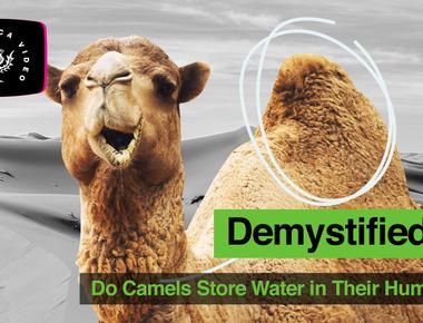 Camel s humps are made up of fat not water