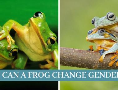 A frog s gender can be determined by its ears