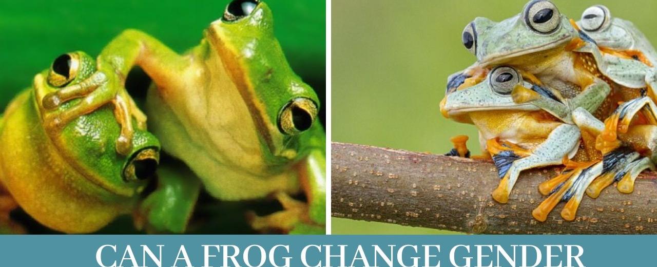 A frog s gender can be determined by its ears