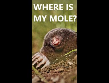 A mole can dig a tunnel 300 feet long in just one night