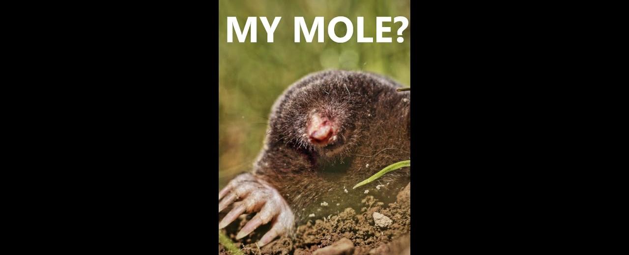 A mole can dig a tunnel 300 feet long in just one night