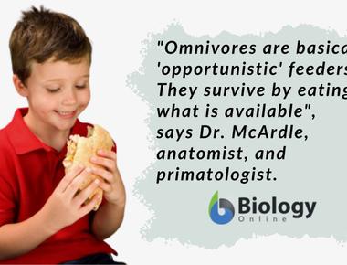 Although humans are omnivores eating both plants and animals many people choose not to eat meat and fish they are known as vegetarians those who don t eat or use any products made from animals including eggs dairy products and honey are known as vegans