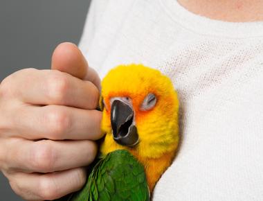 Parrots can process and solve problems at the same level as a 4 to 6 year old human child