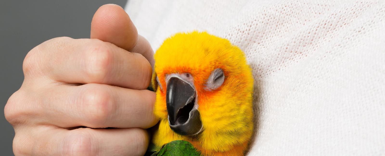 Parrots can process and solve problems at the same level as a 4 to 6 year old human child