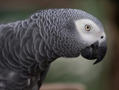 African grey parrots will be selflessly helpful to one another including non friends researchers have found the parrots assist one another voluntarily as long as you provide a food incentive