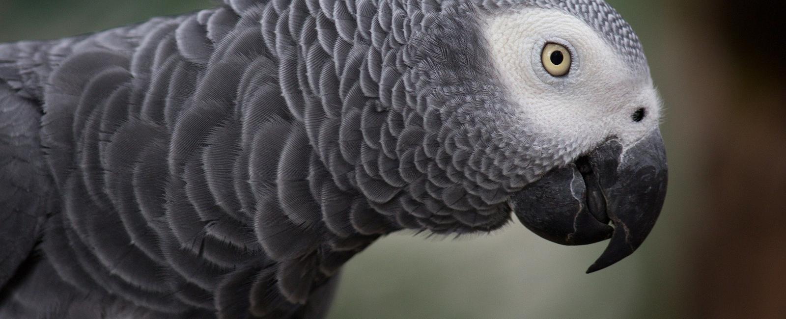 African grey parrots will be selflessly helpful to one another including non friends researchers have found the parrots assist one another voluntarily as long as you provide a food incentive