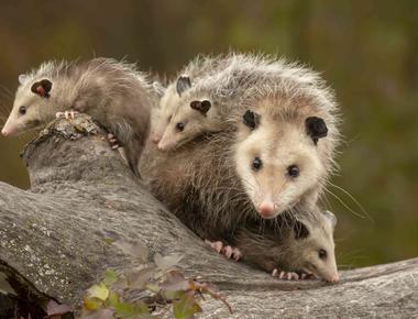 The female opossum has 13 nipples