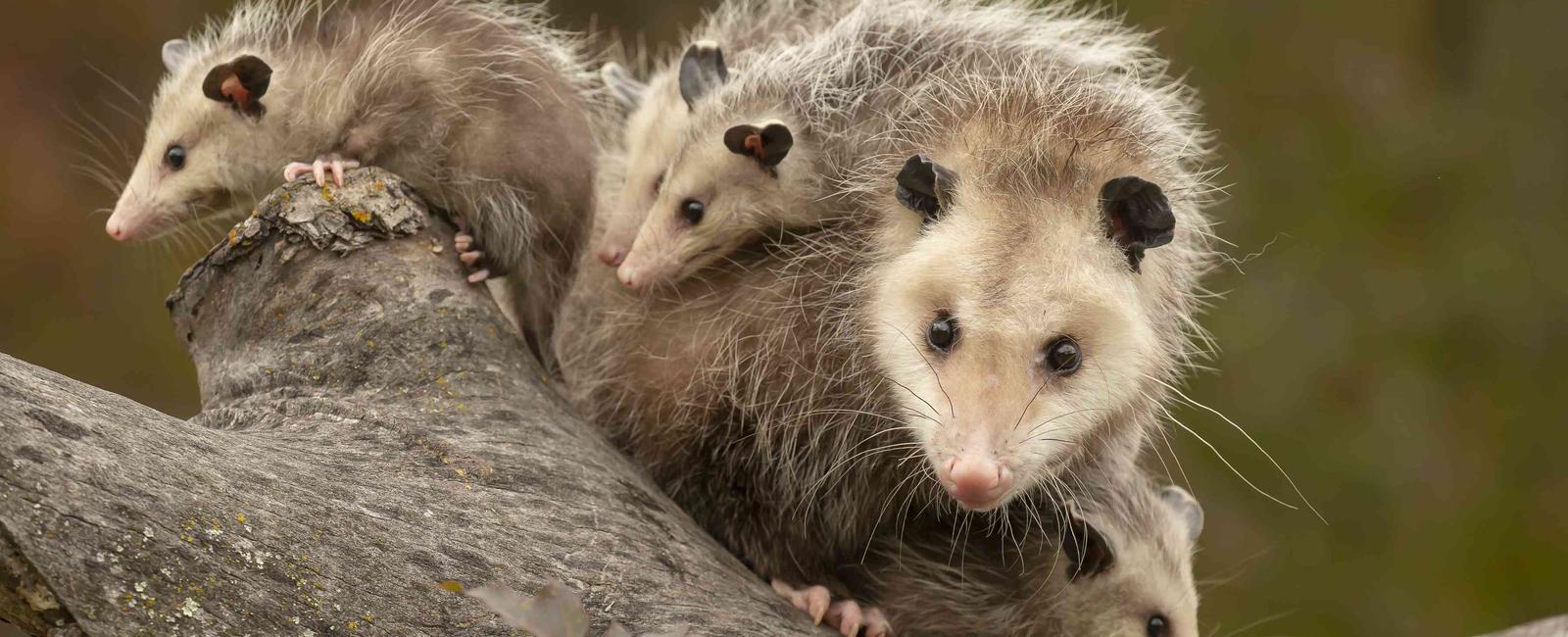 The female opossum has 13 nipples