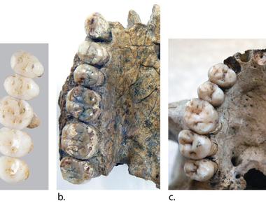 Homo luzonensis a new species of 3ft tall human was found in a philippines cave in 2019