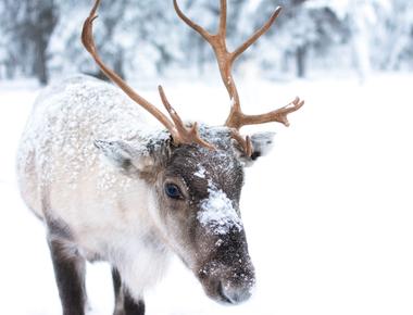 Reindeers eat moss because it contains a chemical that stops their body from freezing