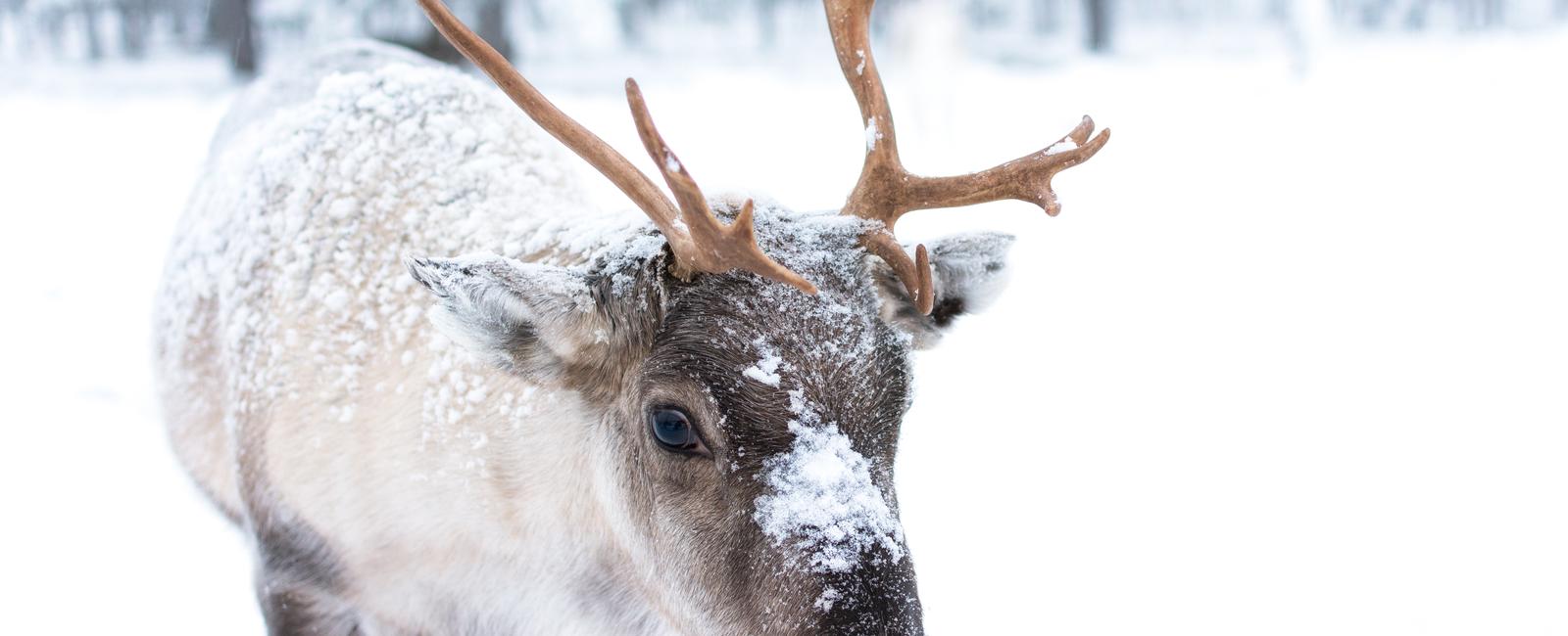 Reindeers eat moss because it contains a chemical that stops their body from freezing
