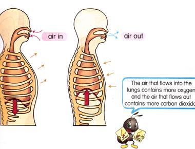 Humans breathe in and out approximately one liter of air in ten seconds