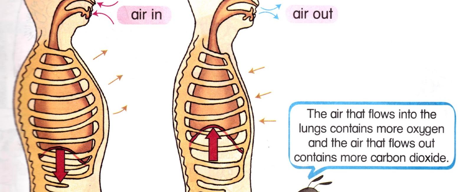 Humans breathe in and out approximately one liter of air in ten seconds