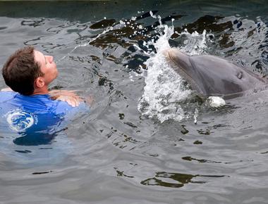 Bottlenose dolphins are even more right handed than humans