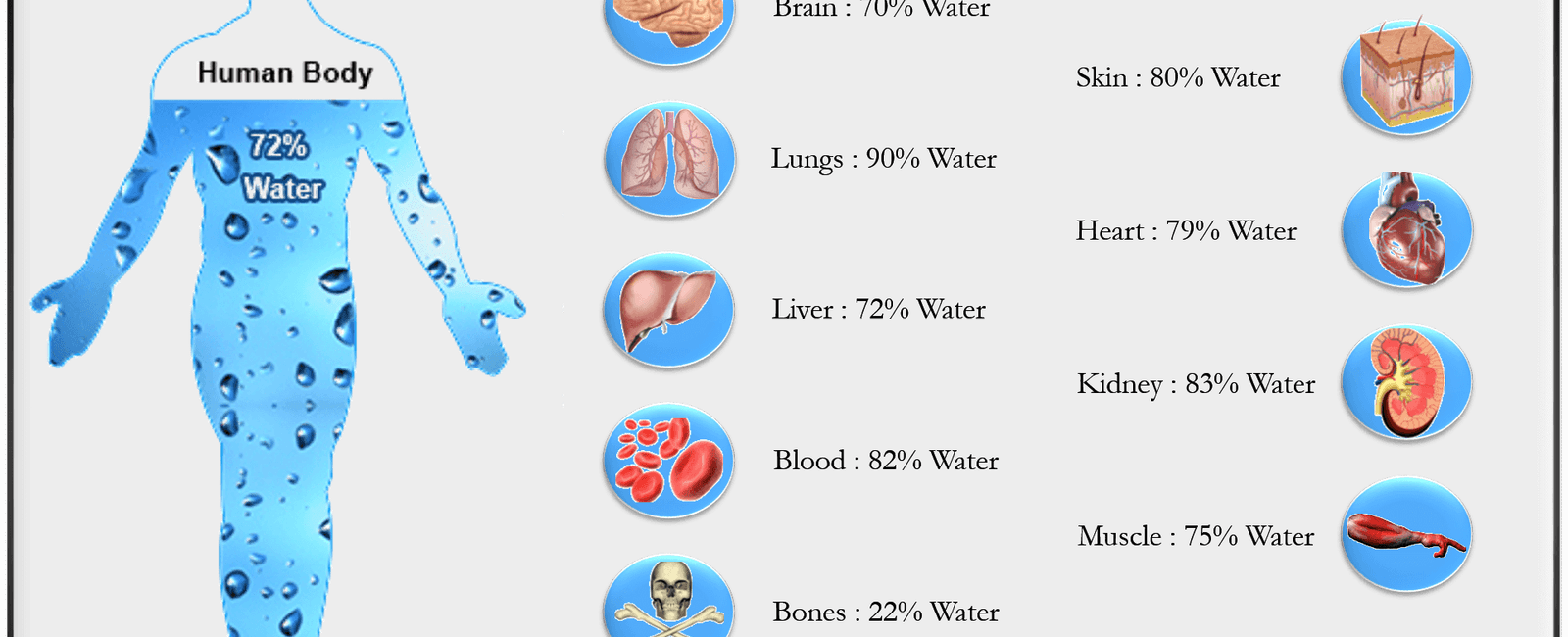 The human body is comprised of 80 water