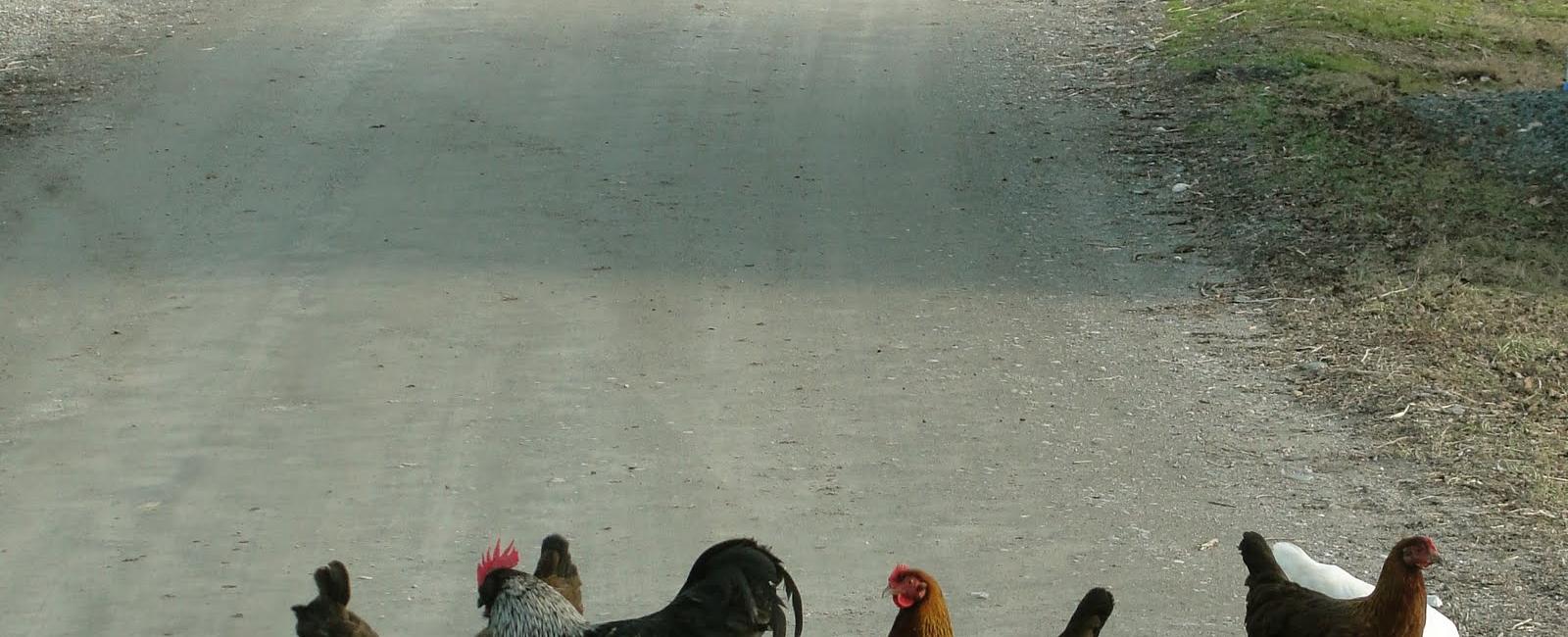 In quitman georgia it is illegal for chickens to cross the road if you own chickens or other similar animals you can receive a high fine if they are on public roads