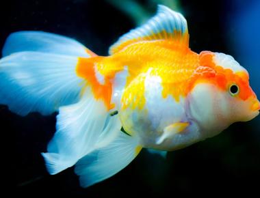 Goldfish can see both infrared and ultraviolet light