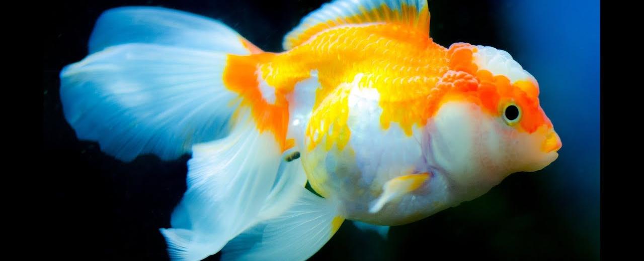 Goldfish can see both infrared and ultraviolet light