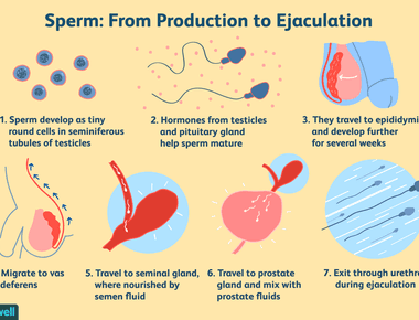 The impulse to ejaculate comes from the spinal cord