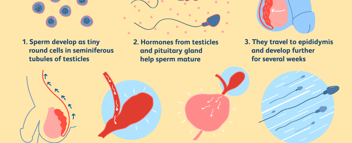 The impulse to ejaculate comes from the spinal cord