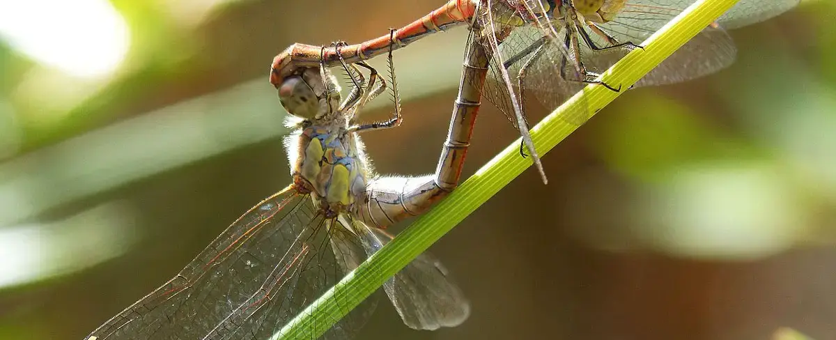 Female dragonflies play dead to avoid sex