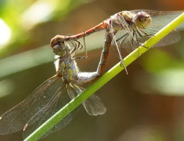 Female dragonflies play dead to avoid sex