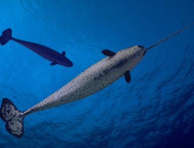 What arctic sea whale has one long horn on its head narwhal