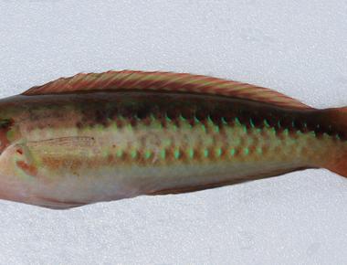 There s a species of fish called slippery dick