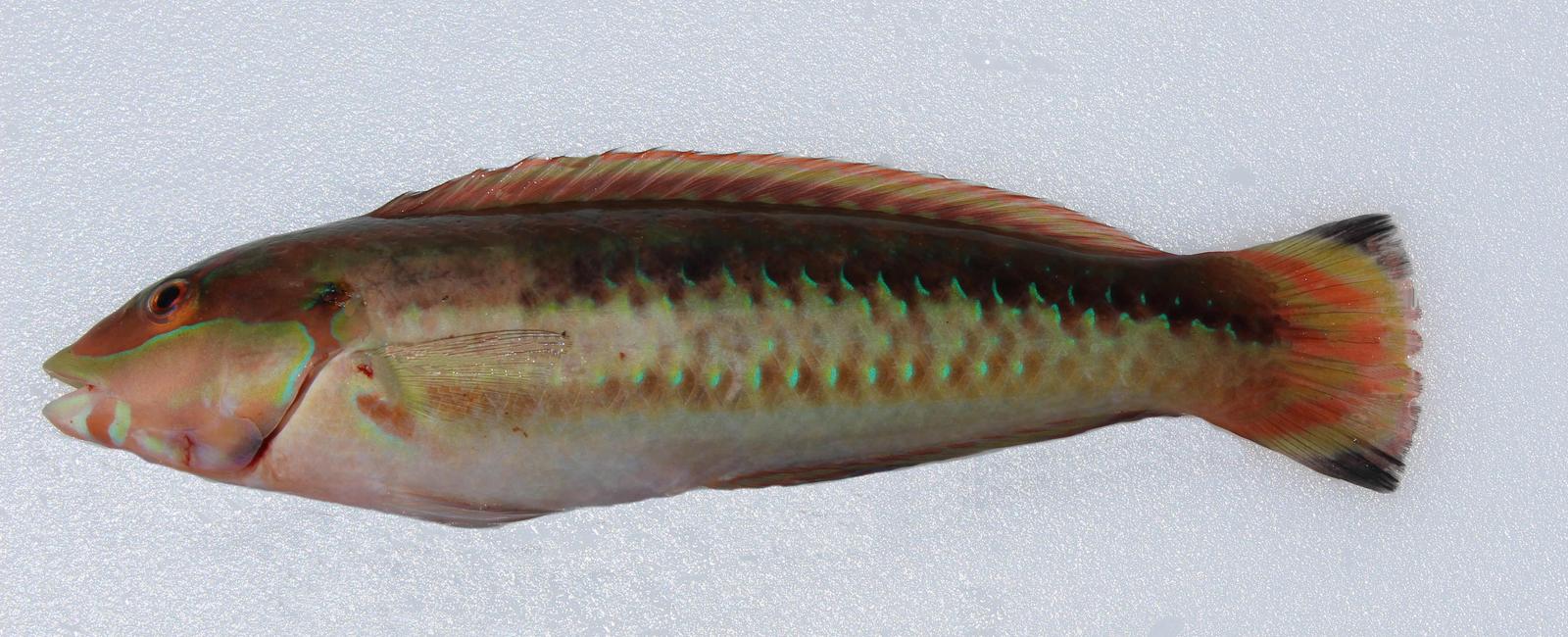 There s a species of fish called slippery dick