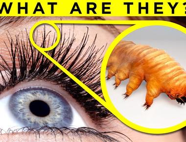 Tons of teeny mites probably live at the roots of your eyelashes and eyebrows