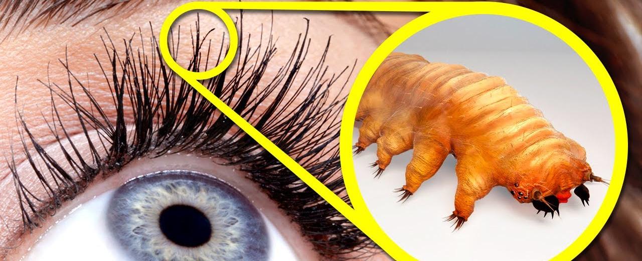 Tons of teeny mites probably live at the roots of your eyelashes and eyebrows