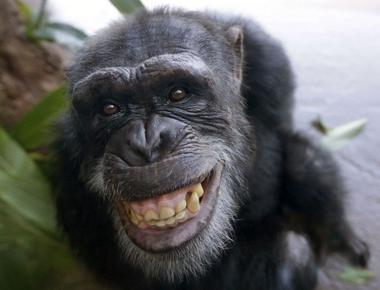 Some women are aroused by chimpanzee porn