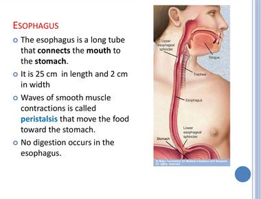 The length of the human esophagus is 25 centimeters