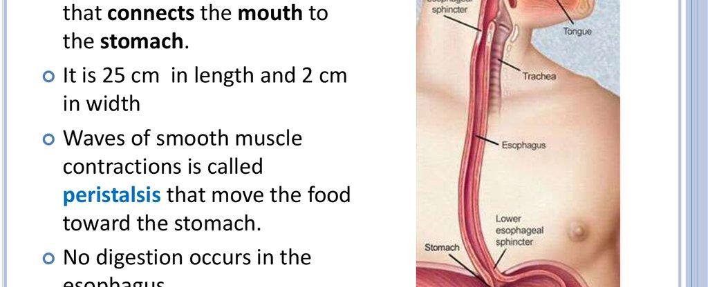 The length of the human esophagus is 25 centimeters