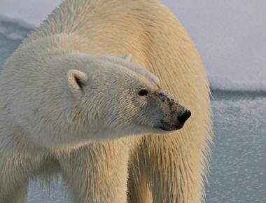 There are no polar bears in antarctica they are in the arctic