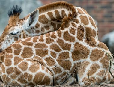 Giraffes rarely lay down they even sleep and give birth standing up