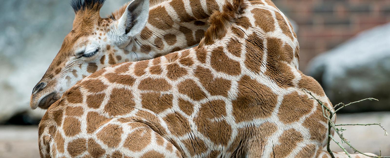 Giraffes rarely lay down they even sleep and give birth standing up