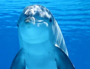 Some male dolphins offer gifts to potential female mates for example the male humpback dolphin offers females large marine sponges