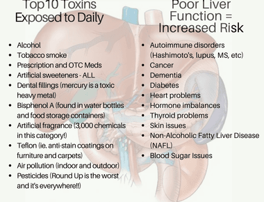 The human liver performs over 500 functions