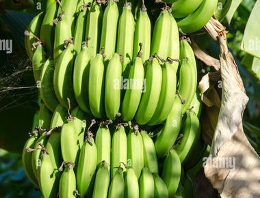 Bananas grow upside down