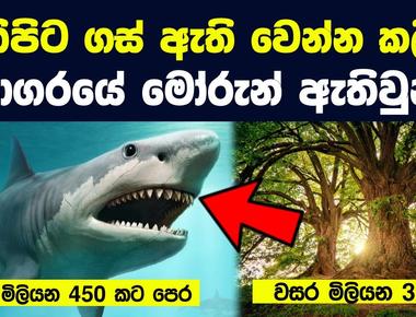 Sharks existed before trees