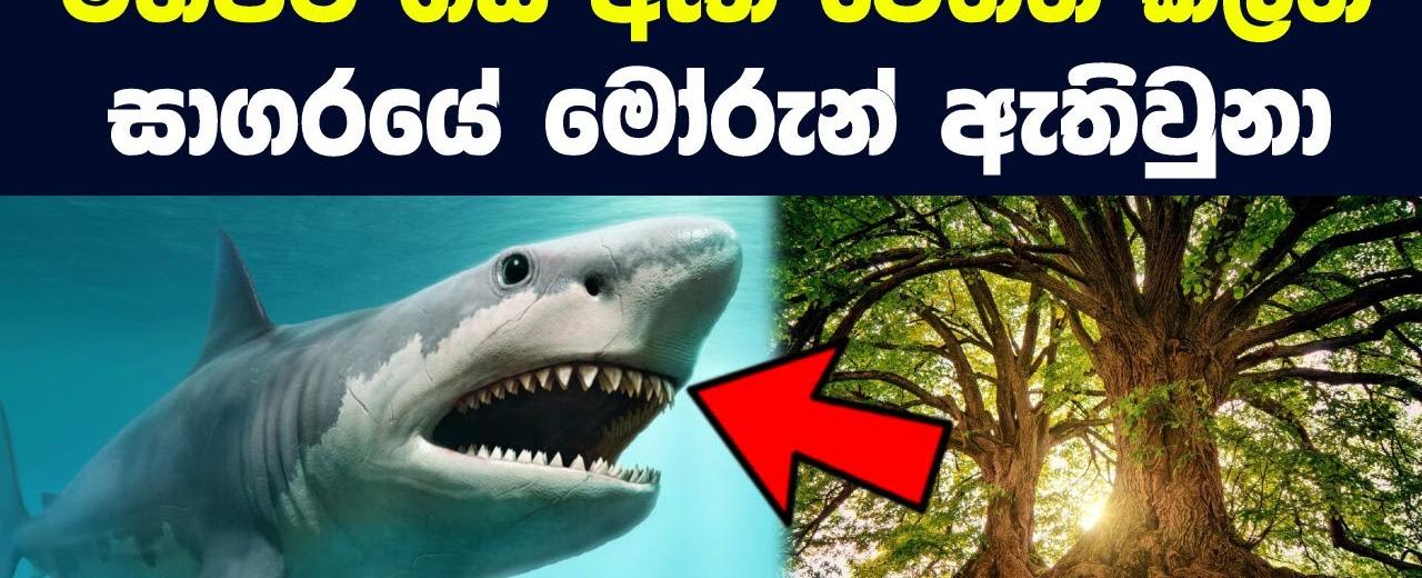 Sharks existed before trees