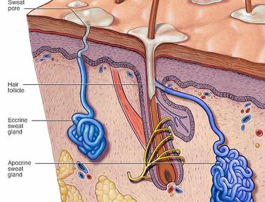 Each human foot has over 125 000 sweat glands