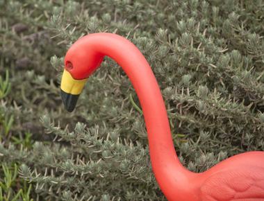 There are more plastic flamingoes in the united states than real ones