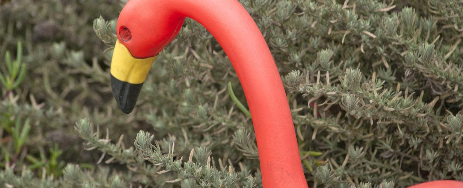 There are more plastic flamingoes in the united states than real ones