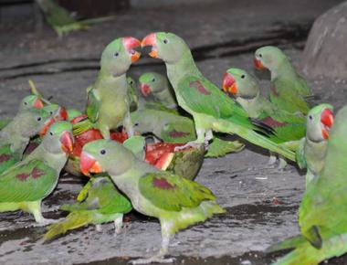 Parrots have such strong beaks they can crack nuts and use their beaks for digging