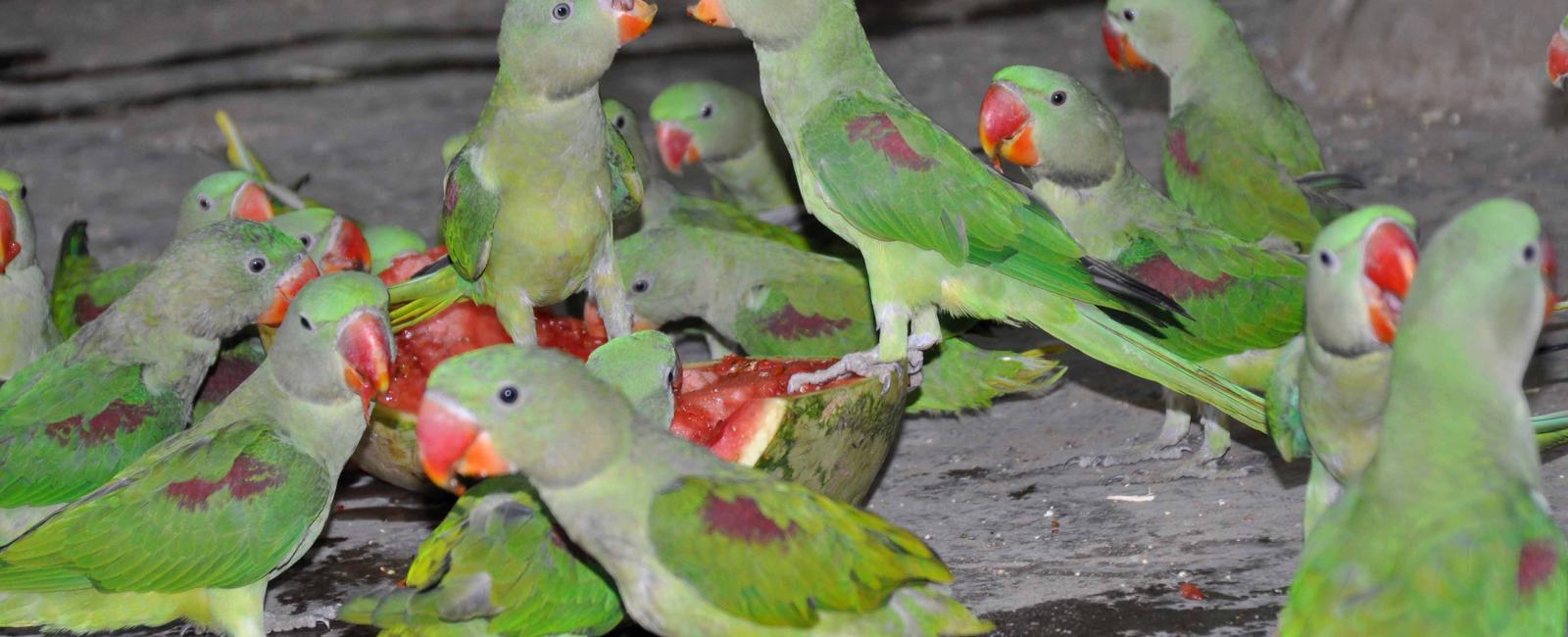 Parrots have such strong beaks they can crack nuts and use their beaks for digging