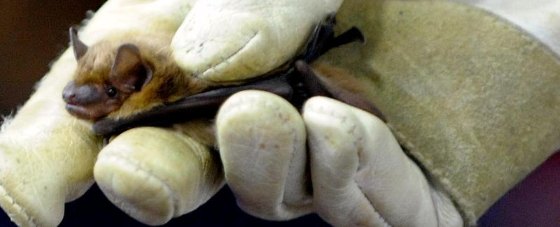 Usa Bat Rabies The number one cause of rabies in the usa is bats | The Fact Base