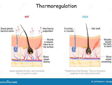 The skin has its own body temperature regulators called glomus bodies